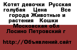 Котят девочки “Русская голубая“ › Цена ­ 0 - Все города Животные и растения » Кошки   . Московская обл.,Лосино-Петровский г.